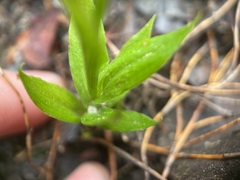 Comesperma calymega