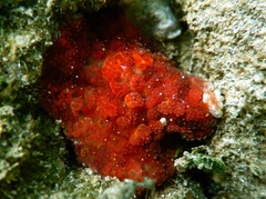 Alicia pretiosa
