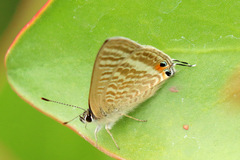 Lampides boeticus