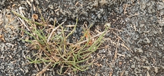 Alternanthera filifolia