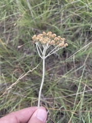 Helichrysum allioides