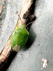 Ocirrhoe unimaculata