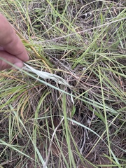 Helichrysum allioides