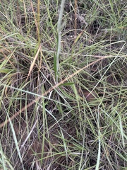 Helichrysum allioides