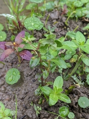 Limnophila aromatica
