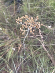 Helichrysum allioides