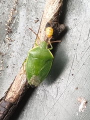 Ocirrhoe unimaculata