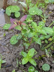 Limnophila aromatica