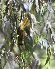 Manorina melanophrys