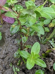 Limnophila aromatica