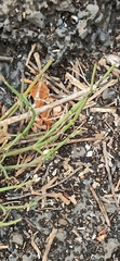 Alternanthera filifolia
