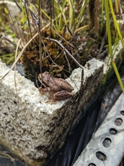 Litoria ewingii