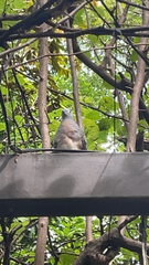 Geopelia striata