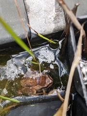 Litoria ewingii