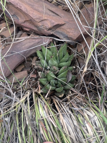 Haworthia limifolia Marloth 4