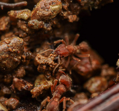 Sericomyrmex amabilis