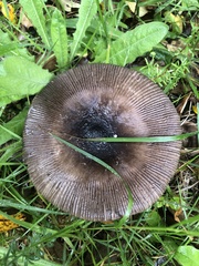 Amanita pekeoides
