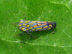 Apogonalia stalii