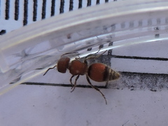 Pseudomethoca simillima