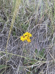 Packera bellidifolia