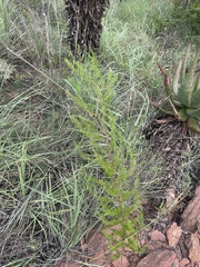 Asparagus