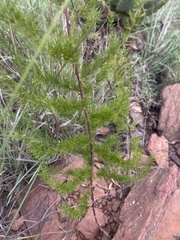 Asparagus