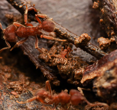 Sericomyrmex amabilis