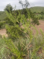 Asparagus