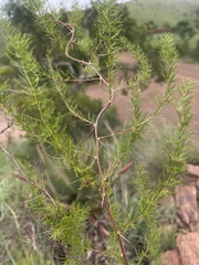Asparagus
