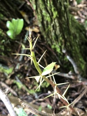 Berberis glaucocarpa
