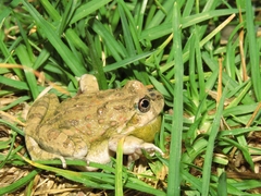 Pleurodema cinereum