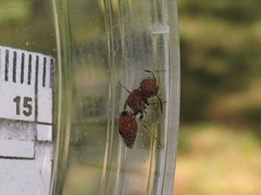 Pseudomethoca simillima