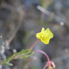 Oenothera pubescens