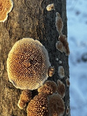 Steccherinum bourdotii