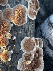 Steccherinum bourdotii