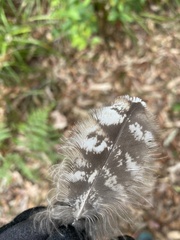 Podargus strigoides