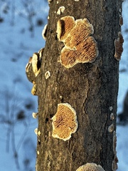 Steccherinum bourdotii