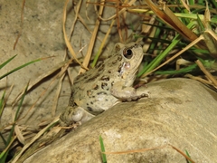 Pleurodema cinereum