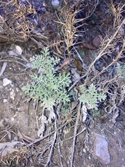 Ambrosia confertiflora