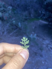 Ambrosia confertiflora