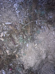 Ambrosia confertiflora