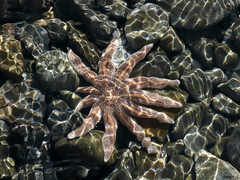 Stichaster australis
