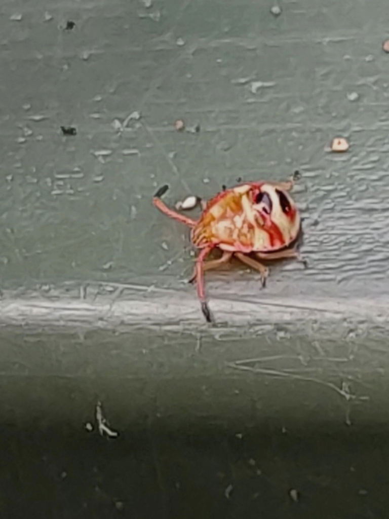 Stink bugs shield bugs and allies from blairgowrie vic 3942