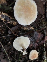 Leucopaxillus