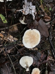 Leucopaxillus