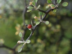 Corokia cotoneaster