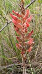 Sacoila lanceolata