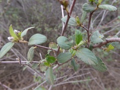 Ceanothus tomentosus