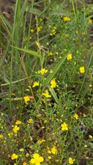 Scoparia montevidensis