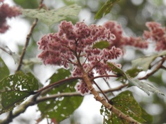 Heliocarpus appendiculatus